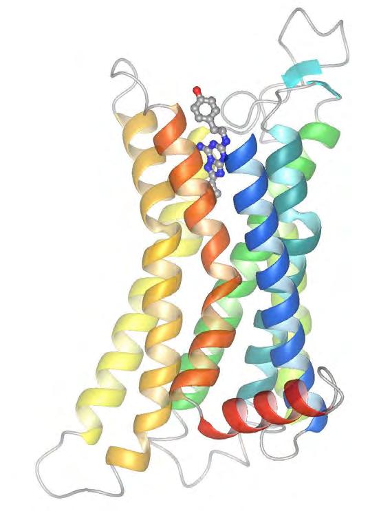 Receptor 2 AR 2007