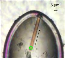 lizozym, apocytochrom,