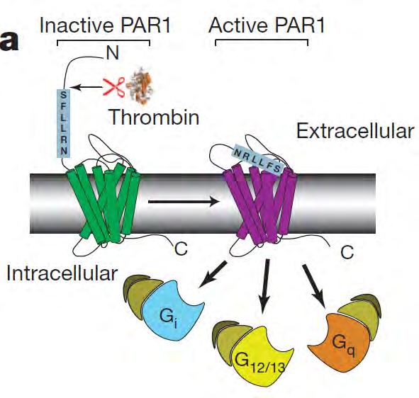 Sygnalizacja receptorów GPCR Protease