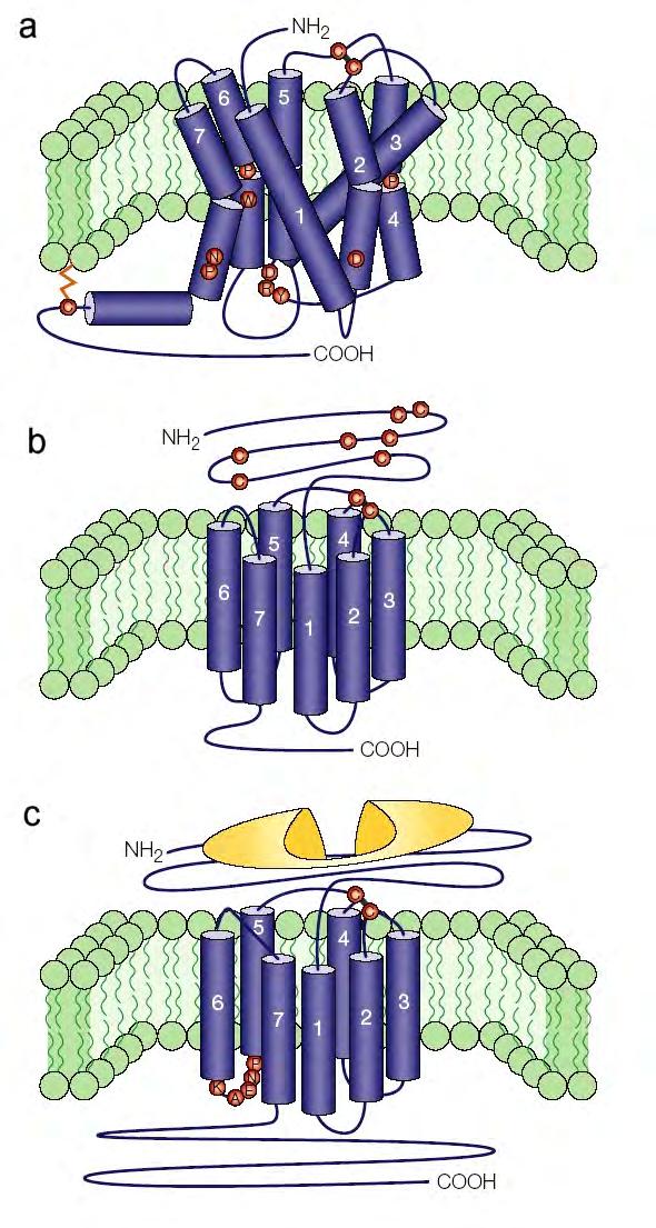 Receptory GPCR Rodzina A: Rhodopsin-like (ok. 700 receptorów ) Dopaminowe, histaminowe, serotoninowe, r.chemokin, r.interleukin, opioidowe, canabinoidowe, melatoninowe, r.