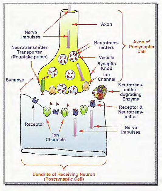 między neuronami) Każdy neuron tworzy ok