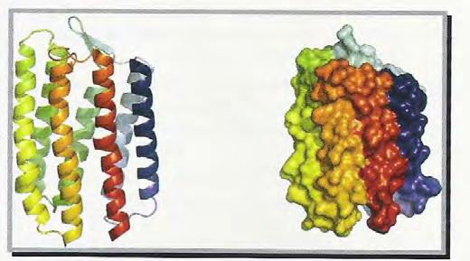 Receptory GPCR - działanie