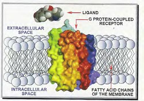 Helisy receptora GPCR są