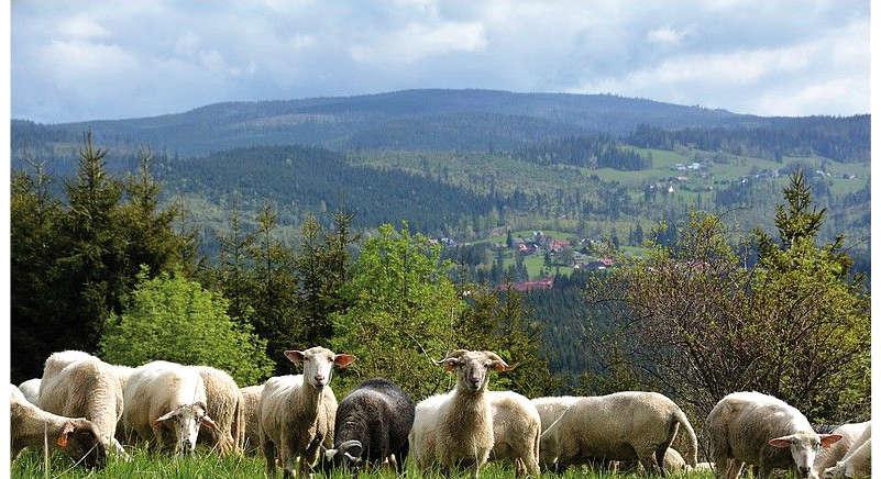 In Poland in the years 1996 2003 the drastic decline in the sheep population contributed to changes in the mountain landscape and caused economic and