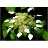 Dane aktualne na dzień: 02-04-2019 14:54 Link do produktu: http://www.goldplants.eu/pnacza-przywarka-japonska-iwa-garami-schizophragma-hydrangeoides-iwa-garamip84-c-p-1589.