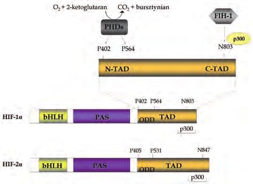 BUDOWA CZYNNIKÓW HIF Białka indukowane przez niedotlenienie (HIF, ang.