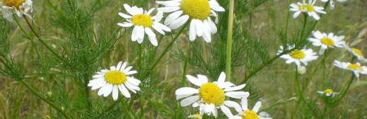 oraz purpurowa, fenkuł włoski, goryczka żółta, lukrecja gładka, mahonia pospolita, mięta pieprzowa, szkarłatna amerykańska, ostropest plamisty,
