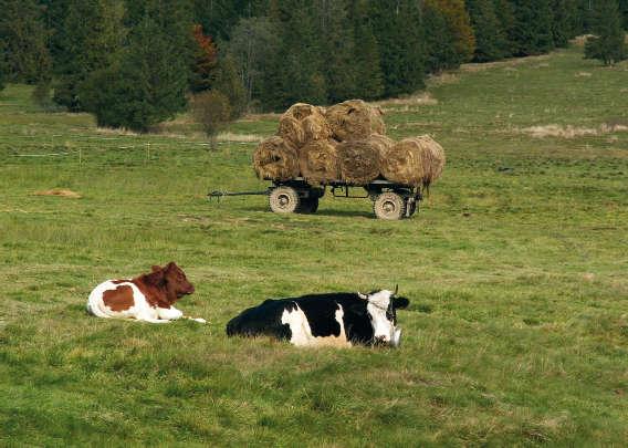 Pastwiska w hodowli bydła mlecznego i produkcji mleka PASTURES IN DAIRY FARMING AND PRODUCTION OF MILK WITH ENHANCED HEALTH PROPERTIES Summary Research shows that milk