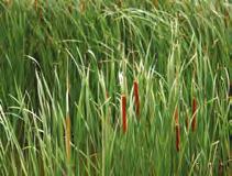 3,50 zł Turzyca brzegowa (Carex riparia Curtis) 100 szt. 4,00 zł Skrzyp bagienny (Equisetum fluviatile) 100 szt. 4,50 zł Mięta nadwodna (Mentha aquatica) 100 szt.