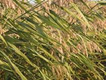 Trzcina pospolita (Phragmites australis) Wysokość docelowa: od 150 do 300 cm Stanowisko: słoneczne Głębokość sadzenia: woda do 100 cm Zastosowanie: ekspansywna roślina rozrastająca się przy pomocy