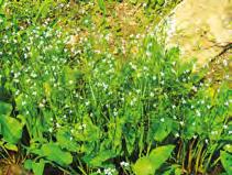 34 Przetacznik bobowniczek (Veronica beccabunga) Wysokość docelowa: od 5 do 30 cm Stanowisko: słoneczne, półcień, cień Głębokość sadzenia: woda od 0 do 20 cm Zastosowanie: szybko rosnąca bylina o