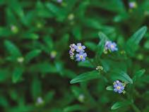 Niezapominajka błotna (Myosotis scorpioides) Wysokość docelowa: od 5 do 30 cm Stanowisko: słoneczne, półcień, cień Głębokość sadzenia: woda od 0 do 5 cm Zastosowanie: bylina szybko zadarniająca