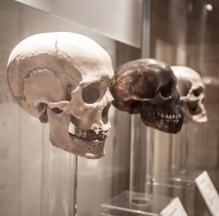 MUZEUM CZŁOWIEKA ludzki szkielet, pochówek oraz