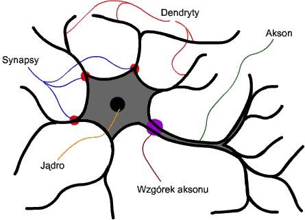 Sztuczne sieci neuronowe Koncepcja