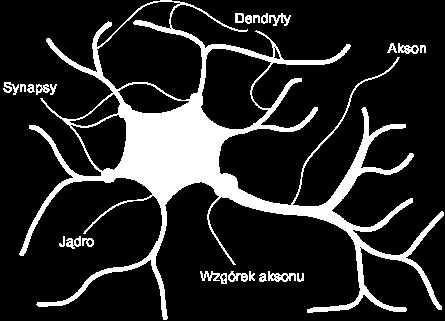 nerwowego, dająca możliwość uczenia się