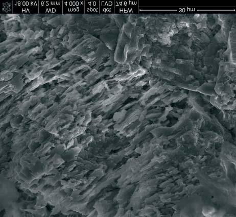 546 M. Rembiœ & A. Smoleñska Rodriguez-Navarro et al.