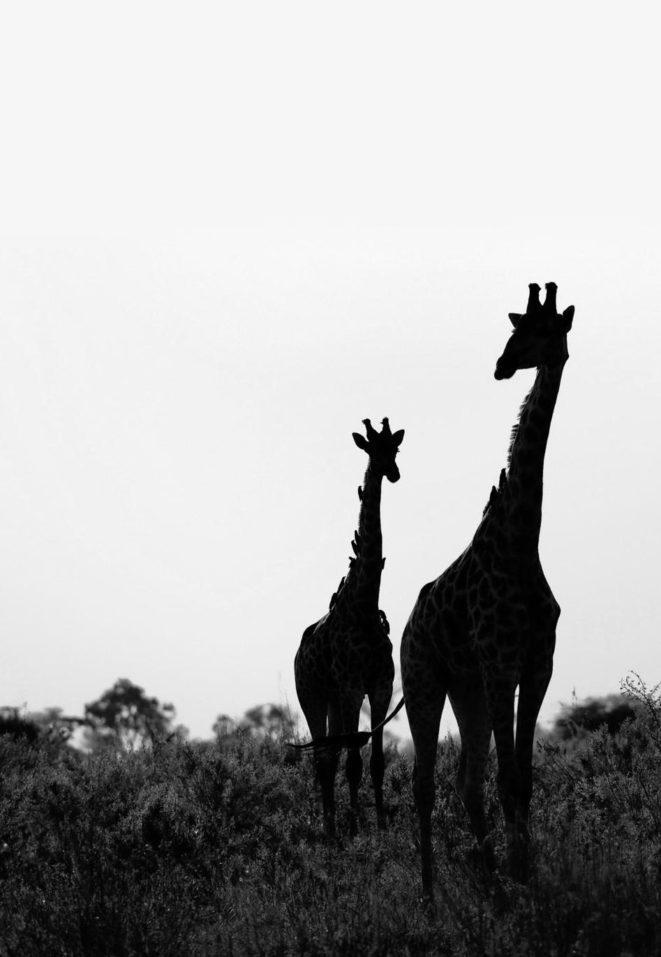 So you have always wanted to Journey Back in Time Africa Days 7-10 Zarafa Camp, Selinda Reserve Days 5-7 botswana Days 2-5 Days 1-2 Mpala Jena