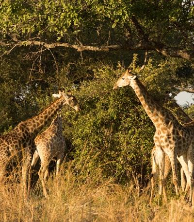 combination of road and boat transfer or purely road transfers and road transfer from Camp to Kasane, one return road transfer to Victoria Falls town, one entrance ticket to see the Victoria Falls