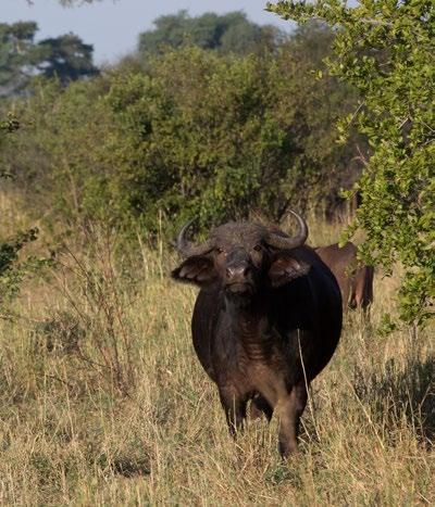 Zarafa Camp Fully inclusive of accommodation, scheduled wildlife activities, meals, daily laundry, return airstrip road transfers, alcoholic and non-alcoholic beverages (excluding premium brand