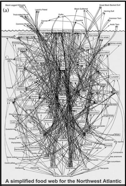 Uproszczona sieć troficzna północnozachodniego Atlantyku (Lavigne, 1996) 19/49 Uproszczona reprezentacja sieci troficznej