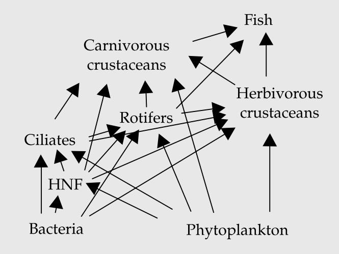 Bakterie Fitoplankton Straile, 2005 HNF heterotroficzne nanoflagellata 20/49 Życie jako złożony układ funkcjonalny organizmów w