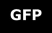 fluorescencja GFP wyizolowane z genomu