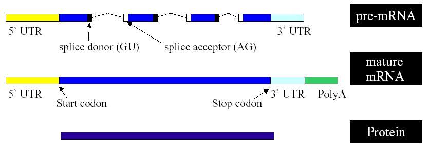 Struktura transkryptów mrna transkrypt mrna jest dłuższy niż część kodująca genu (zaczyna się powyżej kodonu start - 5 UTR i ciągnie poniżej kodonu stop 3 UTR,