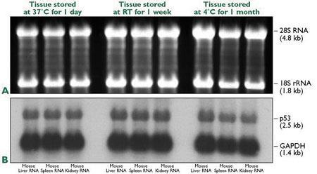 3. Transfer RNA z żelu na membranę zasada analogiczna jak w przypadku hybrydyzacji Southerna różnice dotyczą warunków samego