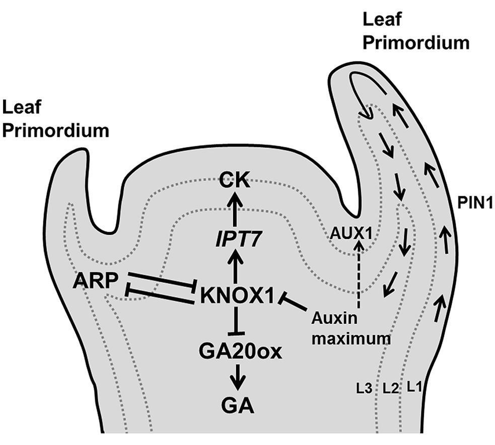 Leaf development: a cellular perspective. Front.