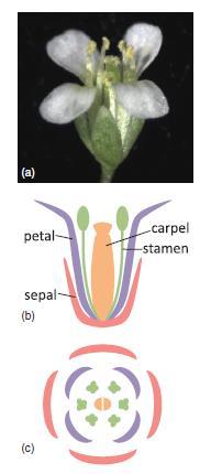 The Plant