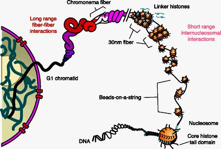 Modyfikacje struktury chromatyny 1. modyfikacje DNA metylacja DNA 2. modyfikacje potranslacyjne histonów np.