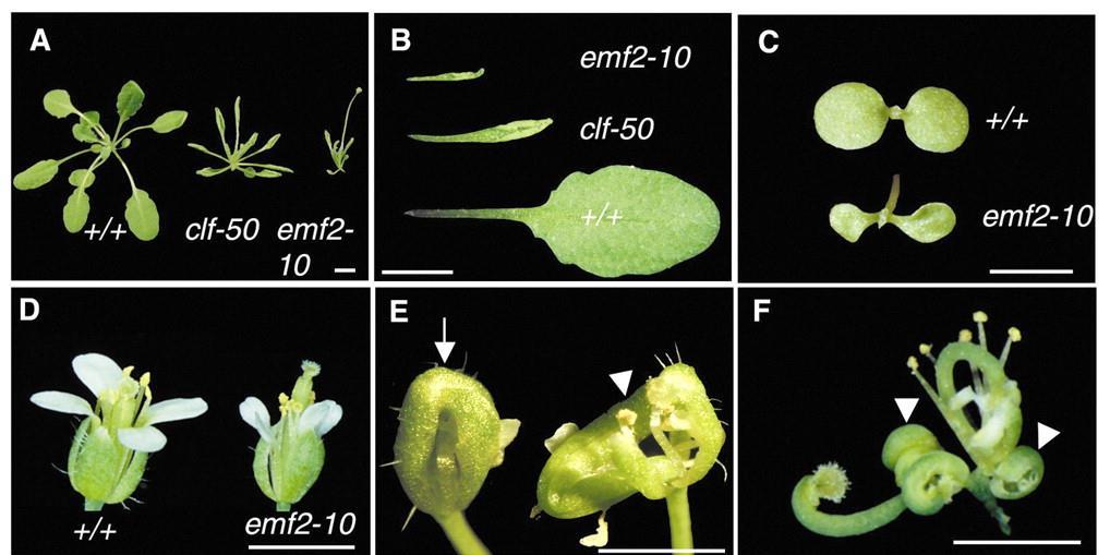 Mutacje polycomb Arabidopsis