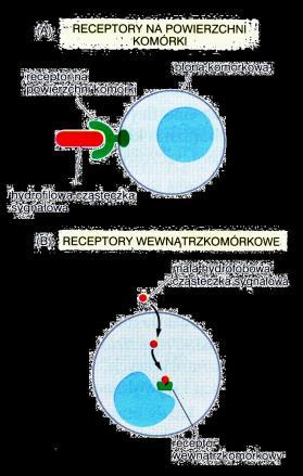 Receptor - białko wiążące ligand w sposób: - specyficzny receptor powinien odróżniać często bardzo podobne