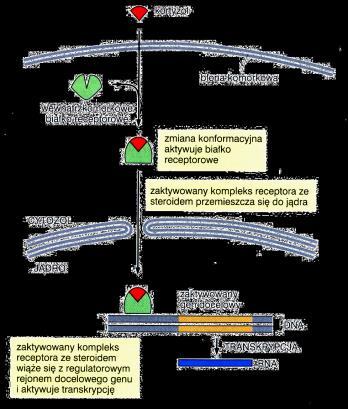 odwracalny wiązanie ligand-receptor nie jest kowalencyjne ołączeniu liganda z receptorem towarzyszy