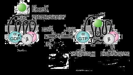 Trymeryczne białka G (heterotrymeryczne) - związane z receptorami