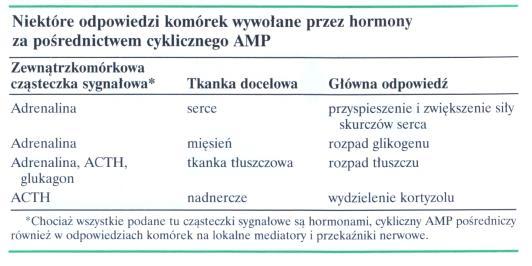 i degradacja cam Sygnał zewnątrzkomórkowy Receptor