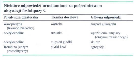 udziałem fosfolipazy C Wzrost stężenia jonów wapnia Aktywacja kinazy