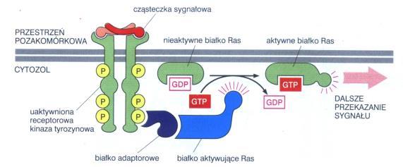 onieważ większość kinaz białkowych posiada wiele substratów stosuje się najczęściej klasyfikację ze względu na rodzaj fosforylowanego aminokwasu: Kinazy serynowo i treoninowo specyficzne (E.C. 2.7.