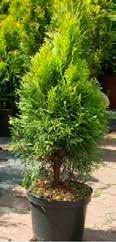 SZEROKI YBÓR THUJA YELLO RIBBON 40-60 cm