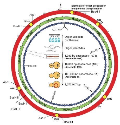 Syntetyczny genom Mycoplasma