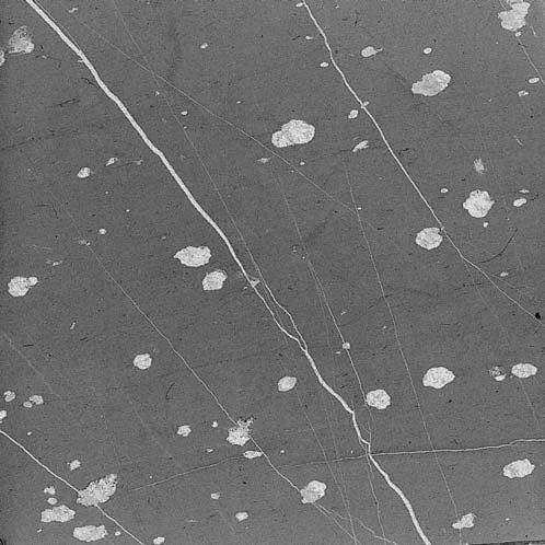Ryc. 2. Dolomity ze strukturami oczkowymi, interpretowanymi jako dolomitowe pseudomorfozy po siarczanach.
