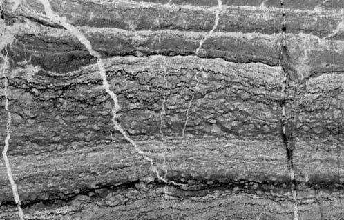 Wapienie margliste (dedolomity) ze strukturami fenestralnymi interpretowanymi jako kalcytowe pseudomorfozy po siarczanach: A zg³ad czarnego wapienia marglistego (dedolomitu) z