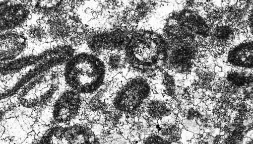Dolomitized calcarenites: A party dolomitized calcarenite (Anisian, Giewont section, High-Tatric Unit). Slide; B oopelsparite.