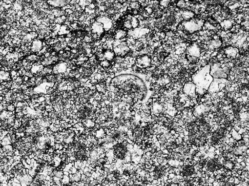 Note relicts of ooides (arrows; Anisian, Szalony Wierch section, Kri na Unit). Thin section; D biopelsparite. Note recrystallized fauna remnants and peloids (?