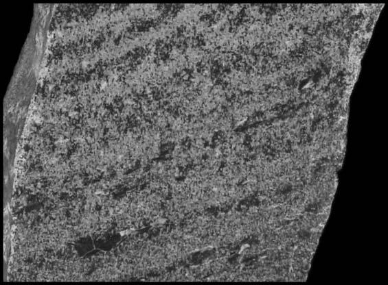 Zg³ad Fig. 8. Laminated calcilutites and dolomitized oolitic (?) calcarenites (Anisian, Sto³y pod Ciemniakiem section, High-Tatric Unit).