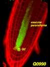 Mutanty w kolekcjach mogą dawać dokładny opis specyfiki działania genu, w który nastąpiła insercja. http://www.plantsci.cam.ac.uk/haseloff BIOLOGIA SYSTEMÓW W biologii zrozumienie na poziomie systemu wymaga analizy struktury i dynamiki na poziomie komórki i organizmu, a nie oddzielnie części składowych.