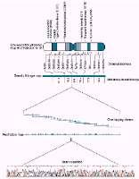 Craig Venter & Francis Collins Sekwencjonowanie zakończone 2003 Mapowanie i sekwencjonowanie Jedna reakcja sekwencjonowania powala na odczyt 500-1000 pz Losowe sekwencjonowanie całego genomu sprawdza