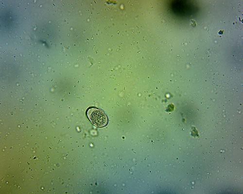 Kokcydioza u psów (cystoizosporoza) Zakażenie tymi pierwotniakami występuje