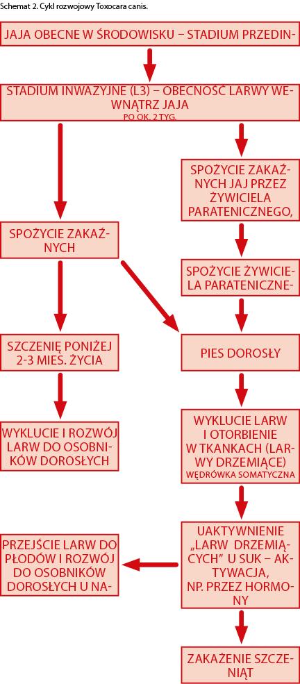 Wybrane robaczyce przewodu pokarmowego psów 3 Leczenie i profilaktyka Obecnie na rynku jest sporo preparatów