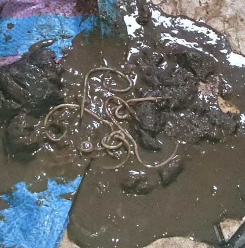Wybrane robaczyce przewodu pokarmowego psów 6 Fot. 2. Glisty w kale. Przypadek 2 pies, sznaucer miniaturowy, suka, 4 lata, 9 kg Suka od początku pobytu u właścicieli (od ok.